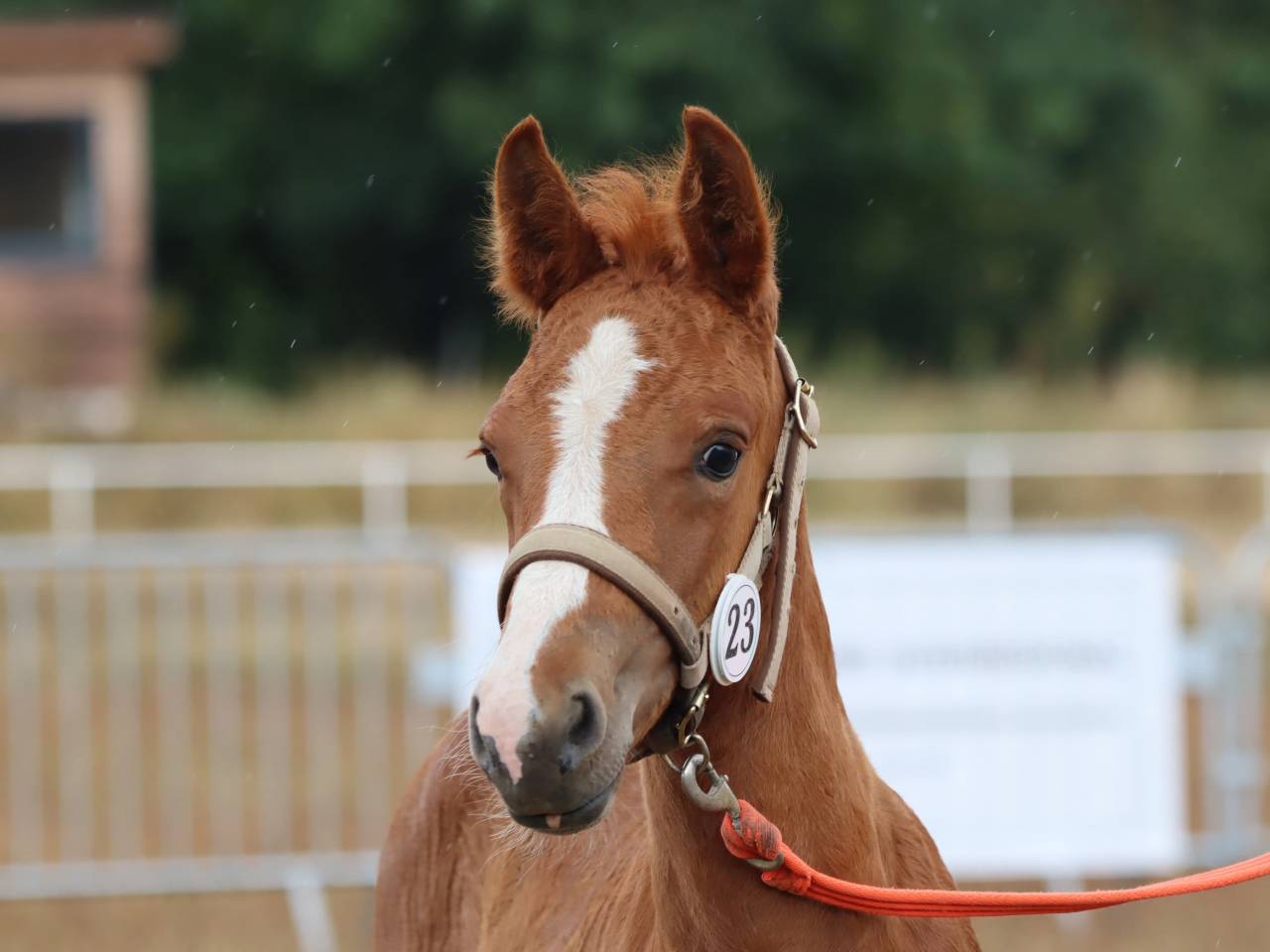 Filly Connemara For sale 2025 Chesnut
