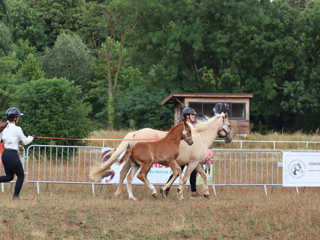 Filly Connemara For sale 2025 Chesnut