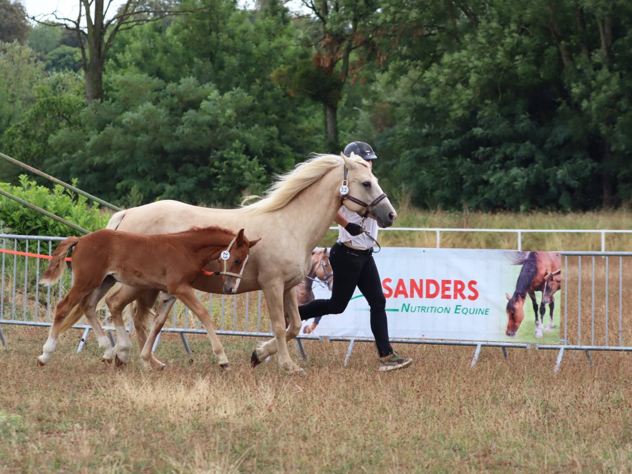 Filly Connemara For sale 2025 Chesnut