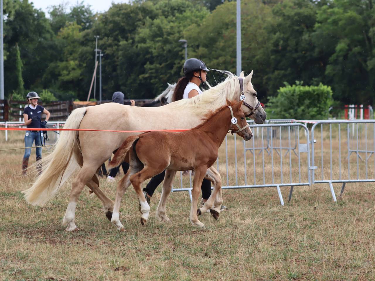 Filly Connemara For sale 2025 Chesnut