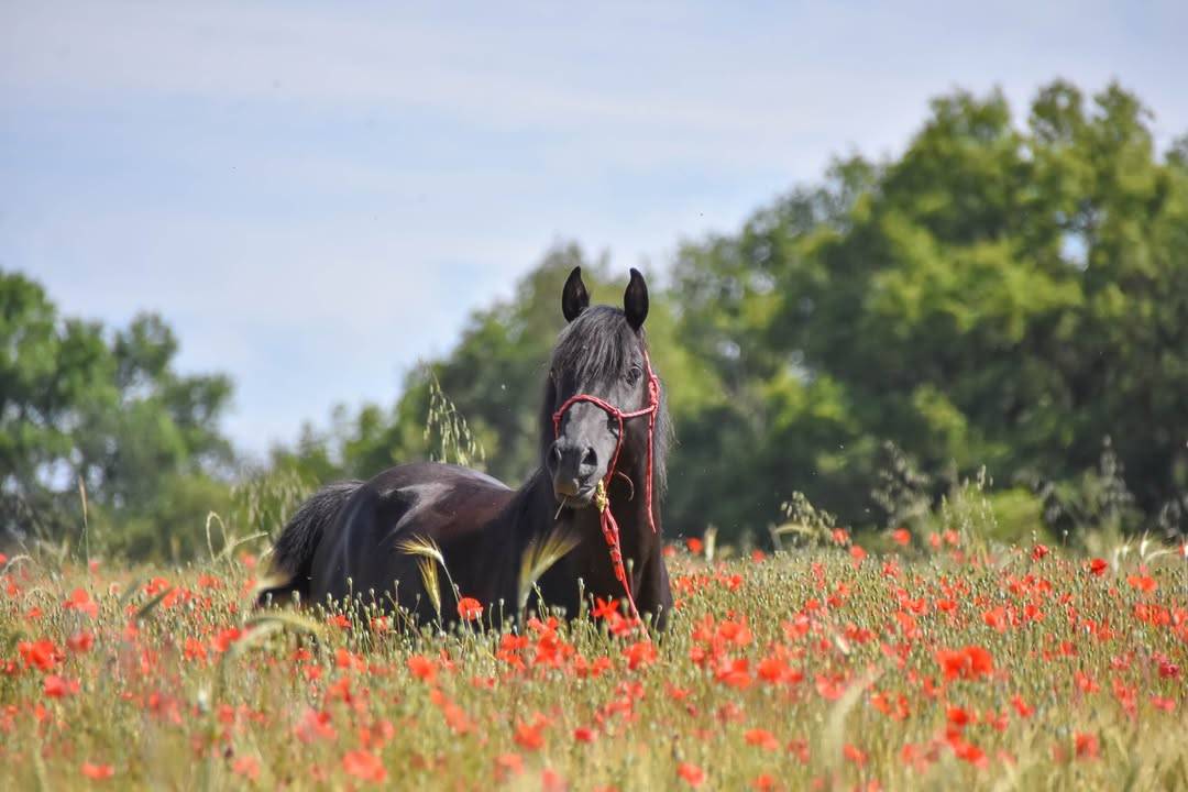 Levannte al Alsan  - Arabian 2017