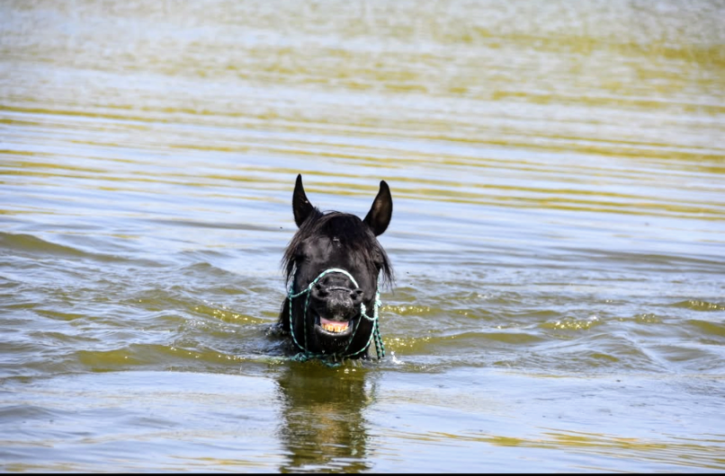 Levannte al Alsan  - Arabian 2017