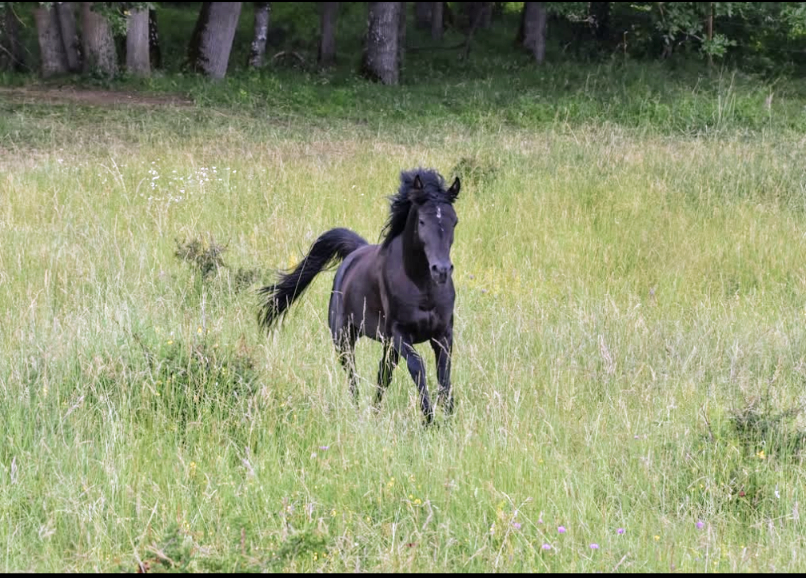 Levannte al Alsan  - Arabian 2017