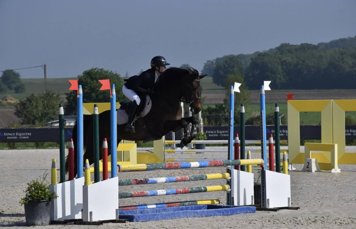 Mare French Saddle Pony For sale 2021 Dark Bay