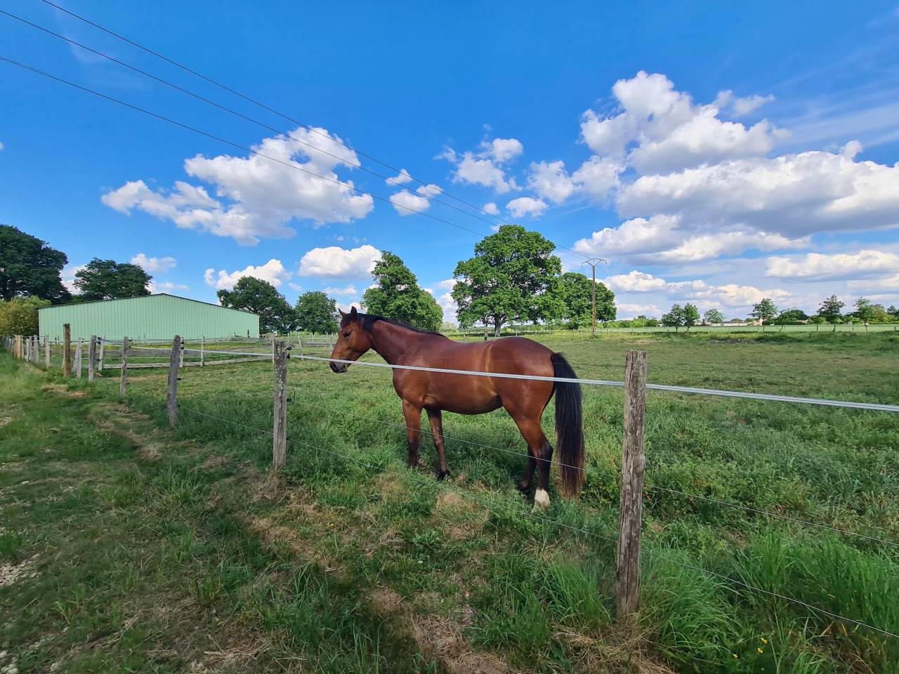 Luxurious equestrian property  Charente-Maritime