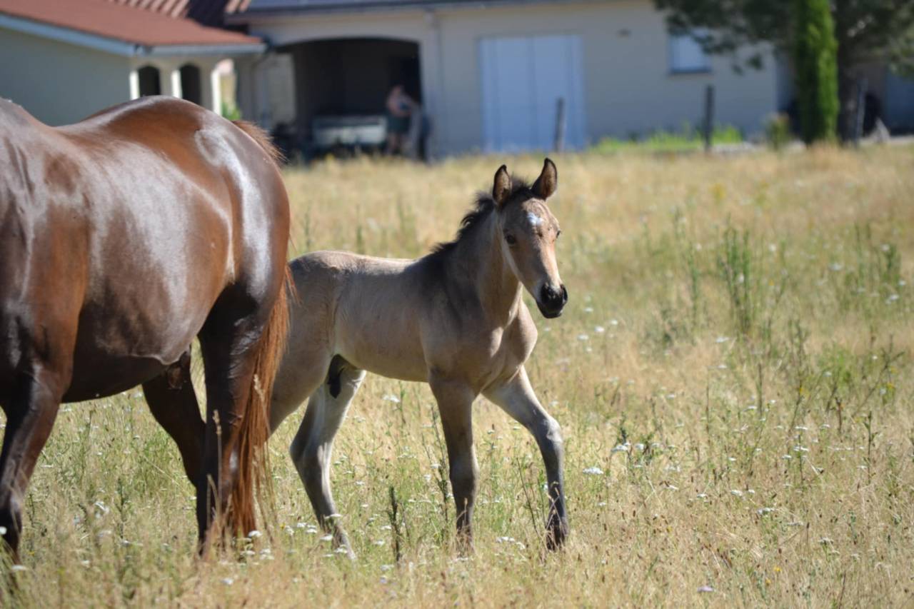 Colt French Saddle Pony For sale 2025 Buckskin