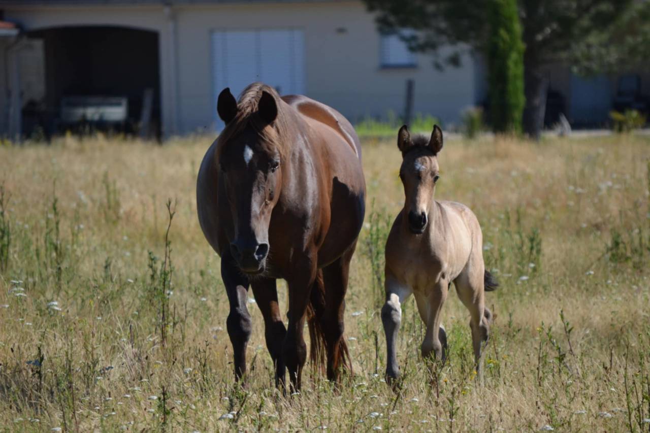 Colt French Saddle Pony For sale 2025 Buckskin