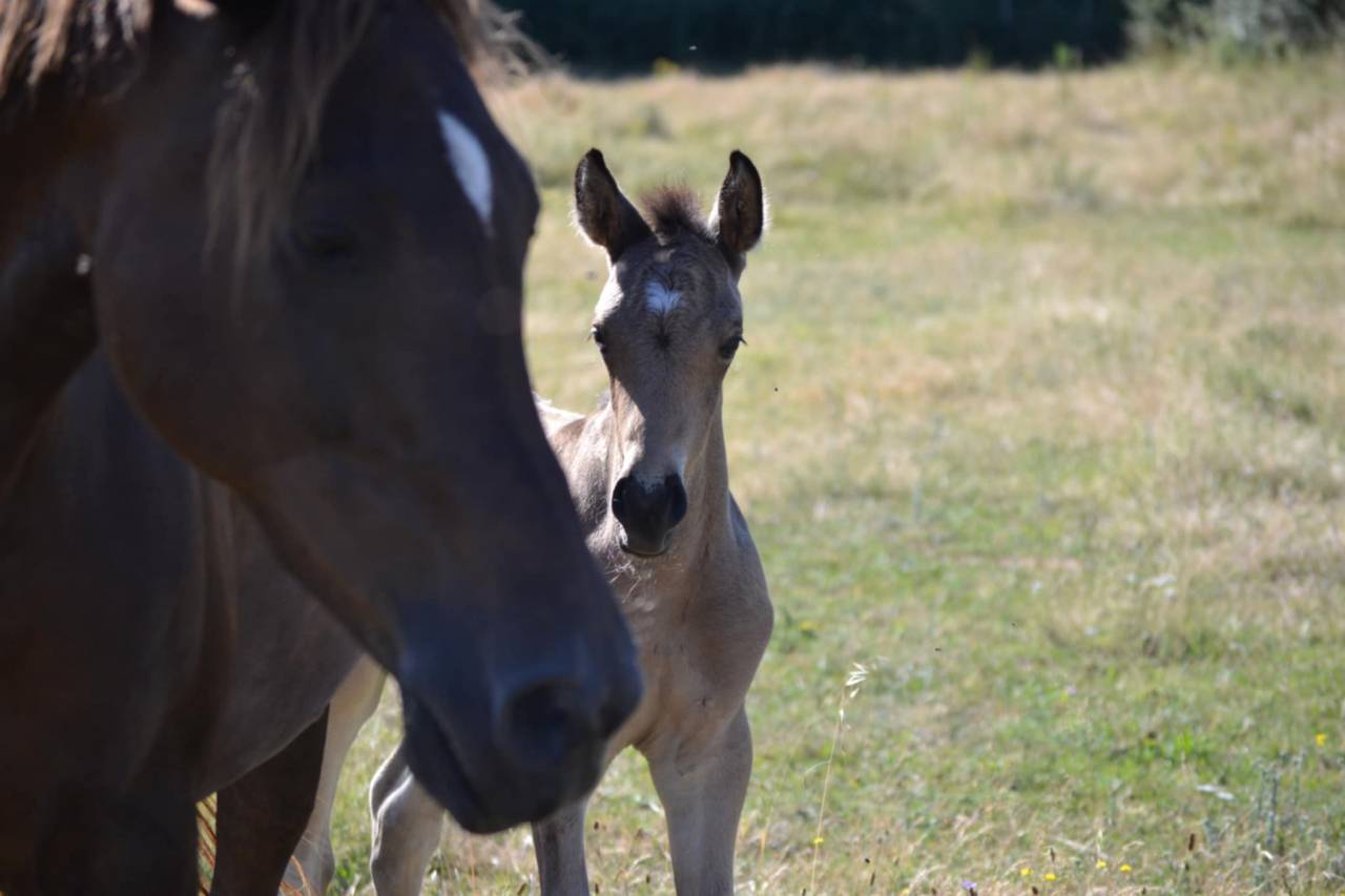 Colt French Saddle Pony For sale 2025 Buckskin