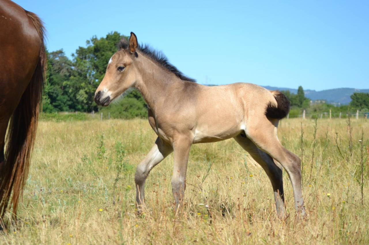 Colt French Saddle Pony For sale 2025 Buckskin