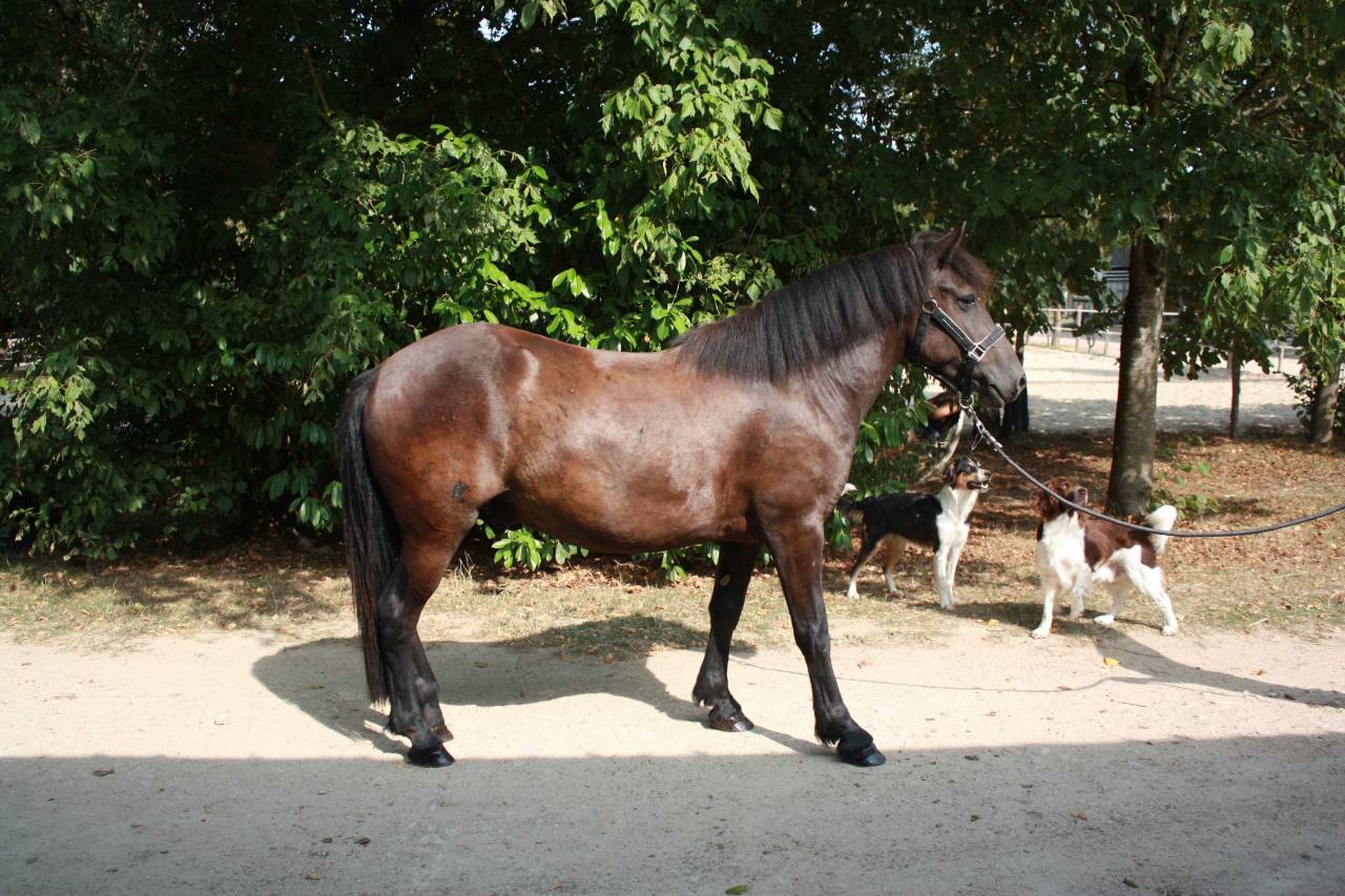 Gelding Welsh Part Bred For sale 2022 Dark Bay