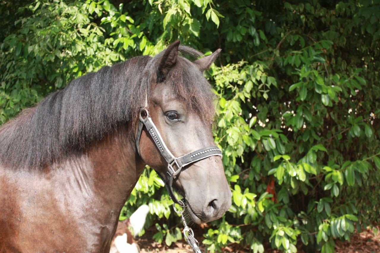 Gelding Welsh Part Bred For sale 2022 Dark Bay