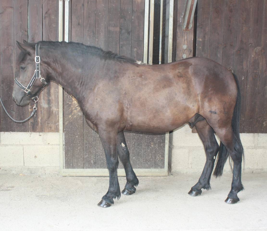 Gelding Welsh Part Bred For sale 2022 Dark Bay