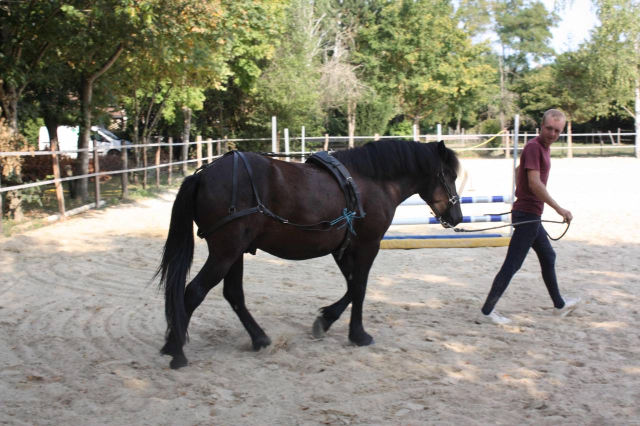 Gelding Welsh Part Bred For sale 2022 Dark Bay