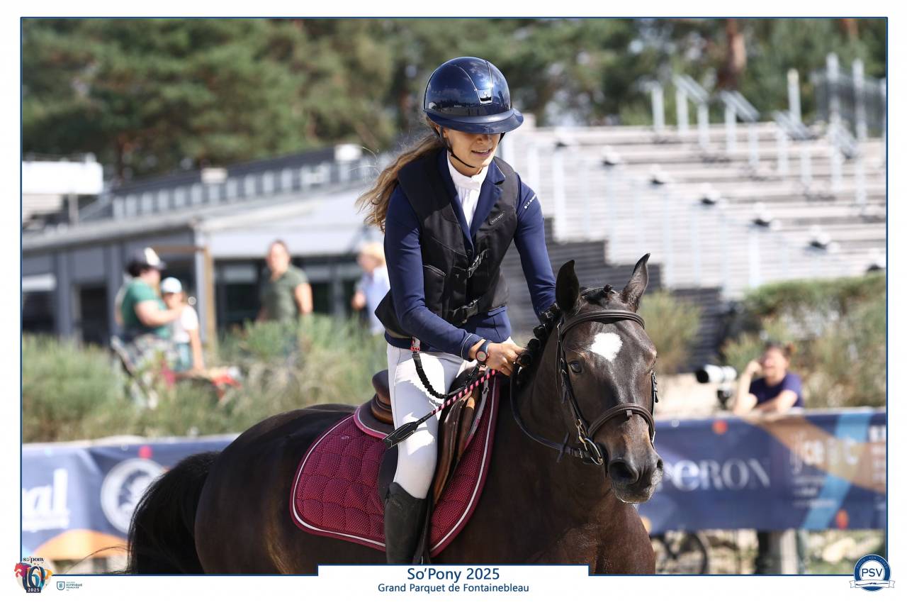 Gelding French Saddle Pony For sale 2020 Black