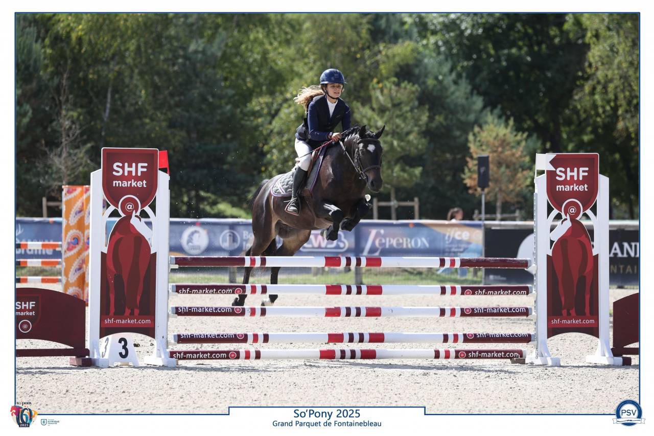 Gelding French Saddle Pony For sale 2020 Black