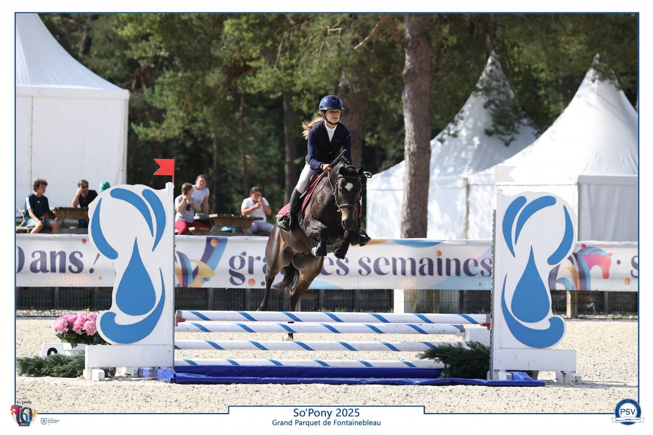 Gelding French Saddle Pony For sale 2020 Black