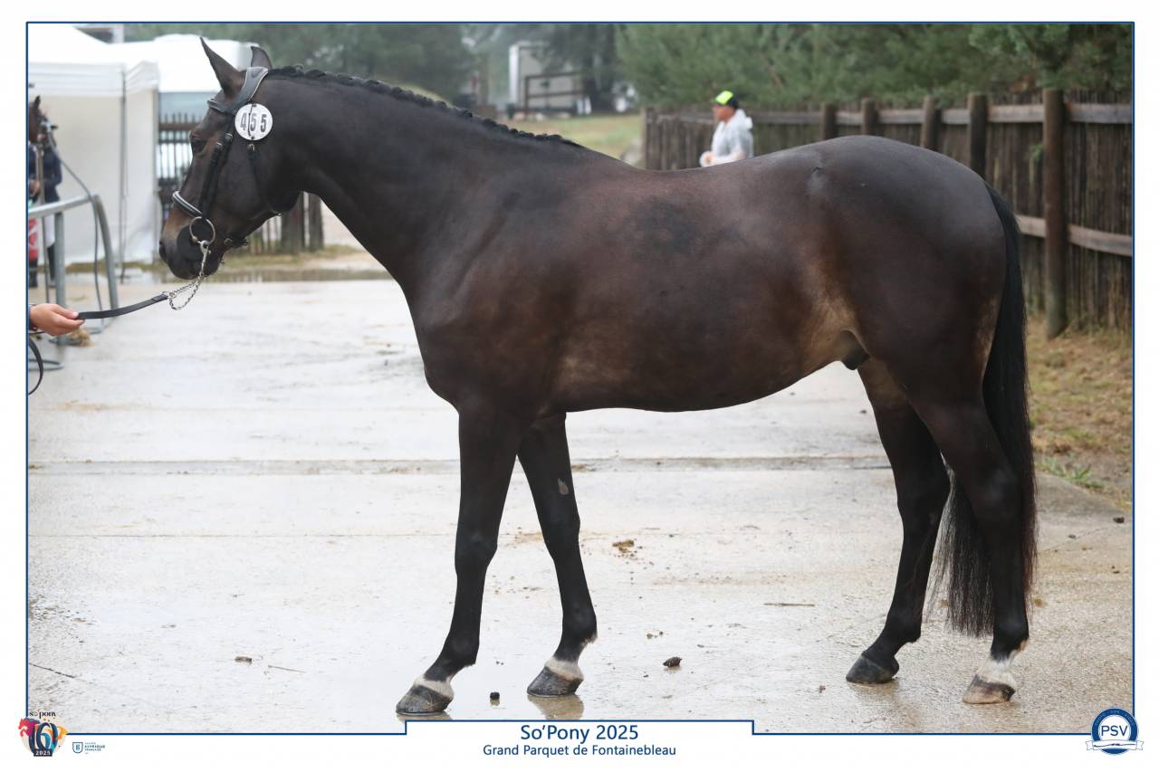 Gelding French Saddle Pony For sale 2020 Black