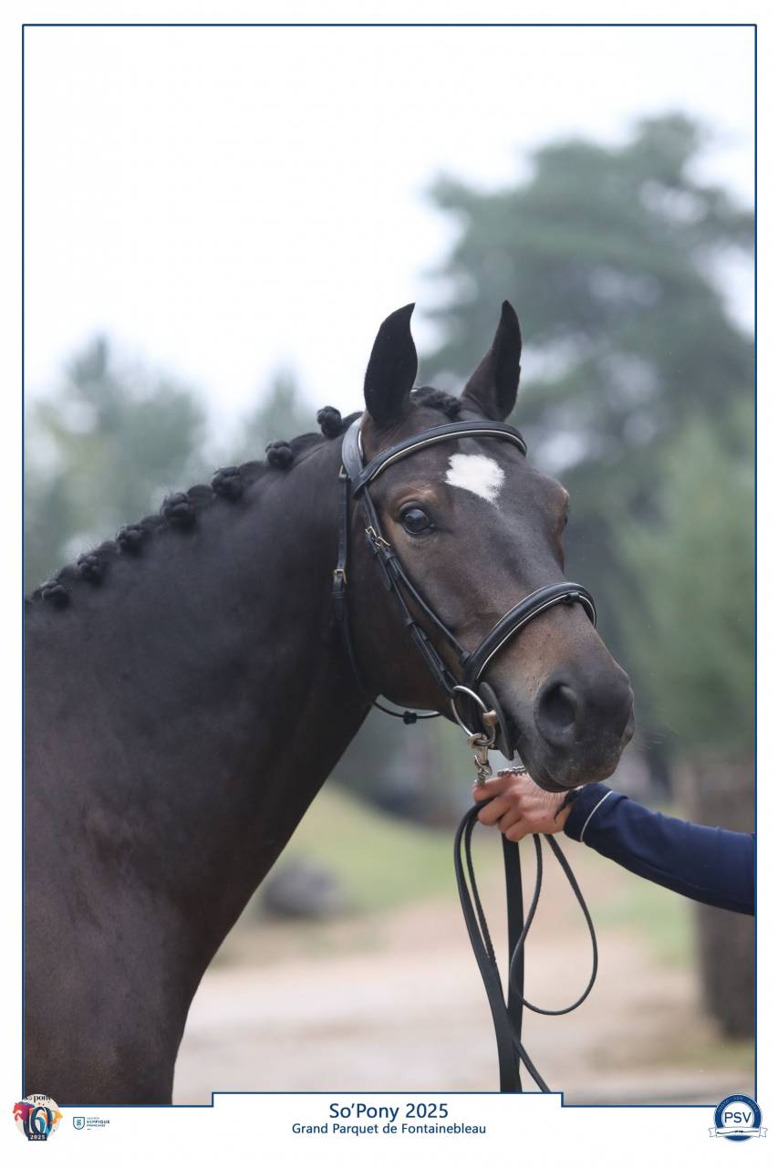 Gelding French Saddle Pony For sale 2020 Black