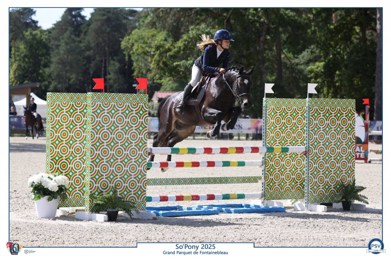 Gelding French Saddle Pony For sale 2020 Black