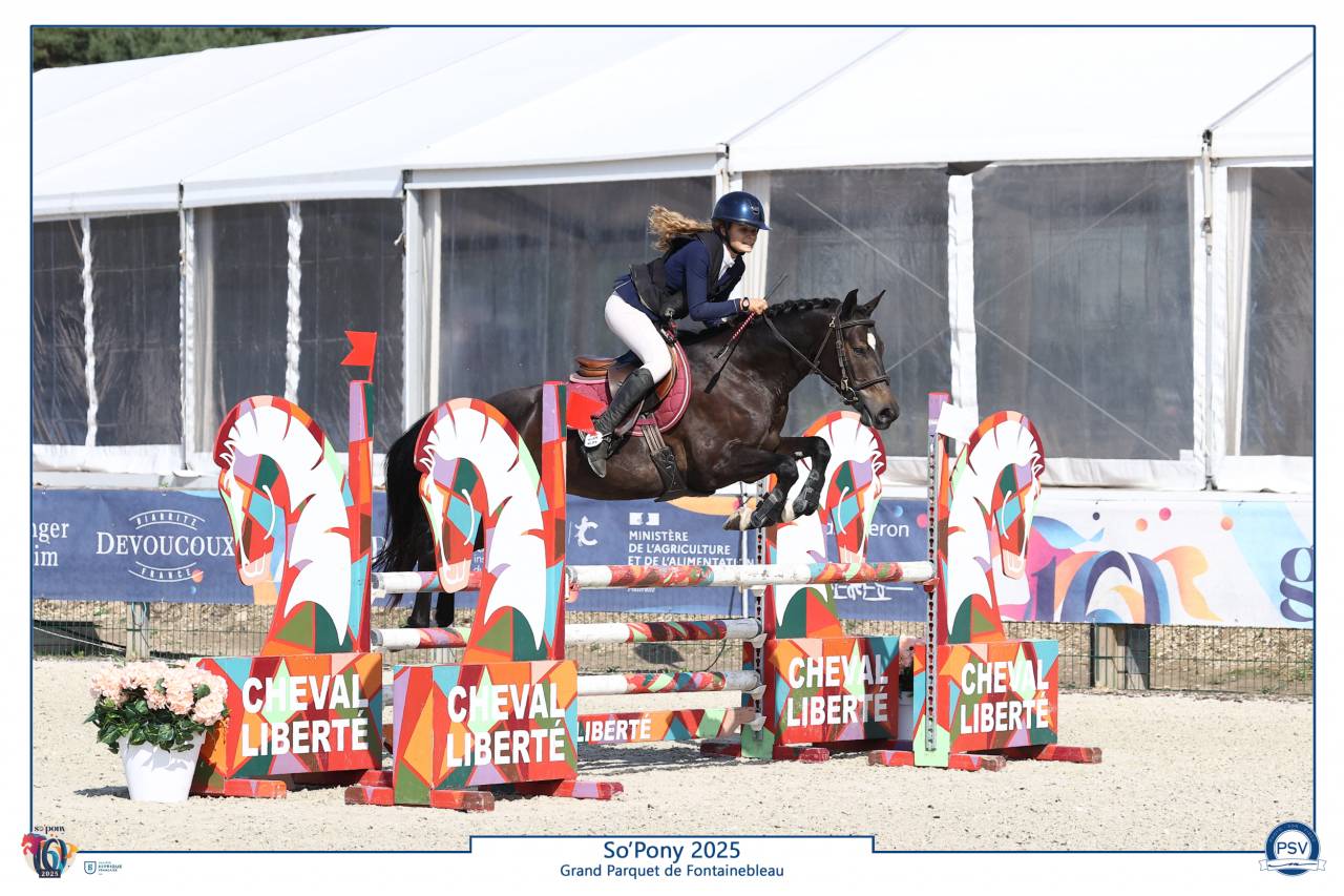 Gelding French Saddle Pony For sale 2020 Black