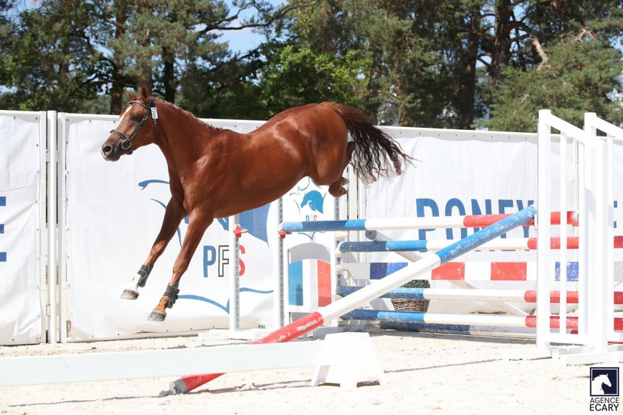 Entire French Saddle Pony For sale 2023 Liver chestnut