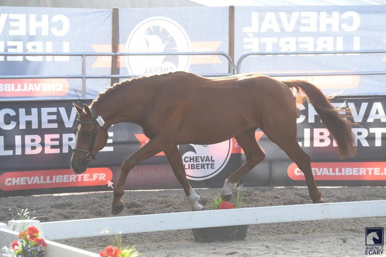 Entire French Saddle Pony For sale 2023 Liver chestnut