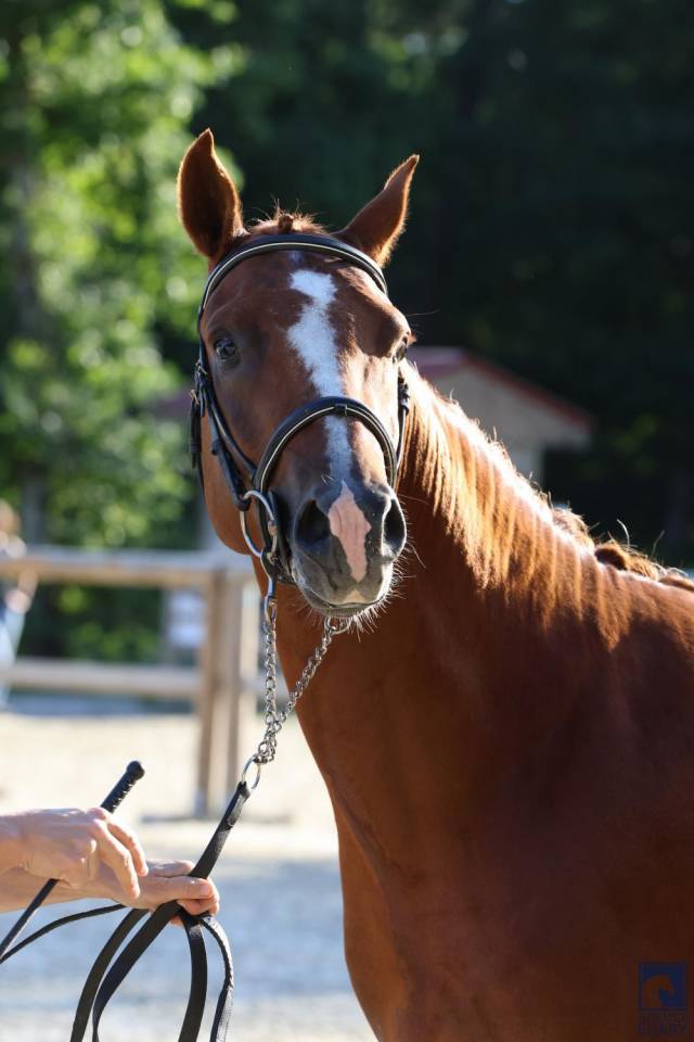 Entire French Saddle Pony For sale 2023 Liver chestnut