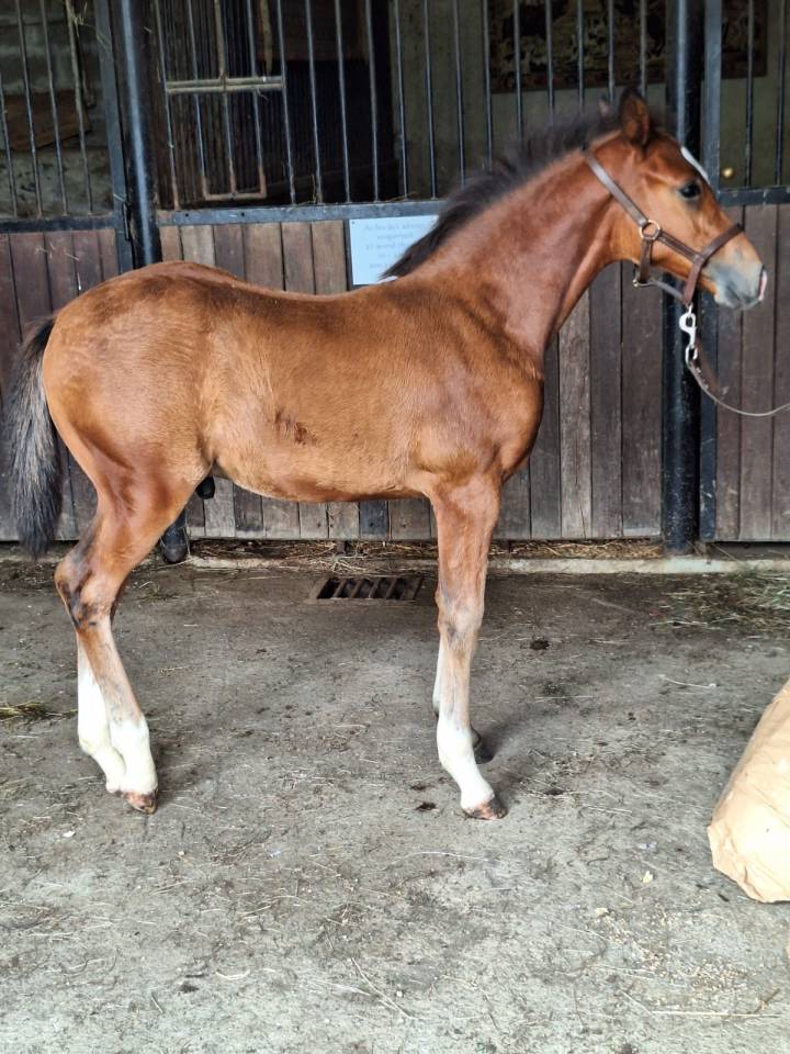 Colt French Saddle Pony For sale 2025 Bay
