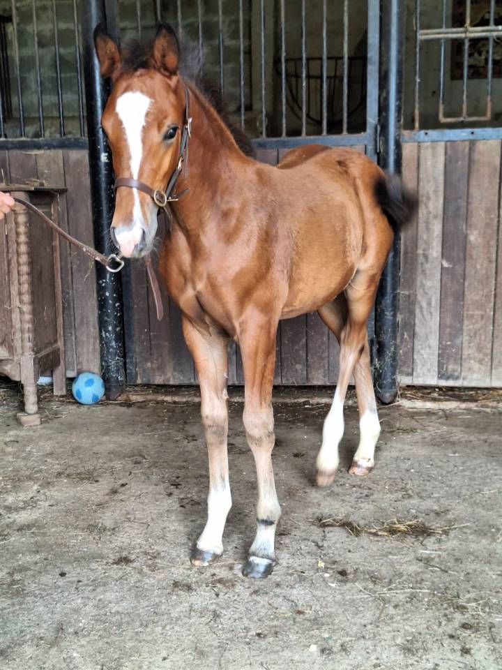 Colt French Saddle Pony For sale 2025 Bay