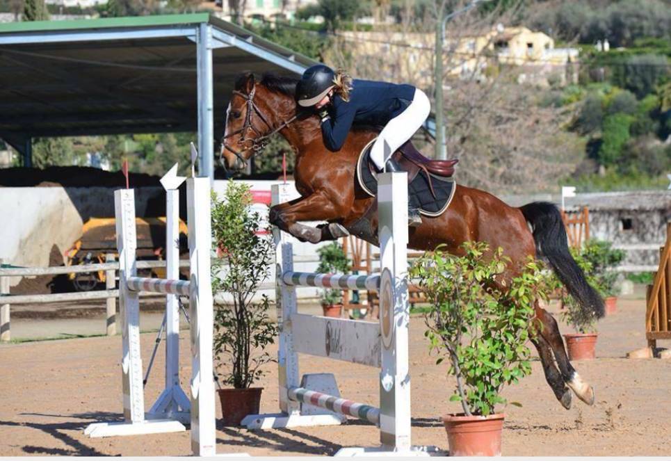 Colt French Saddle Pony For sale 2025 Bay