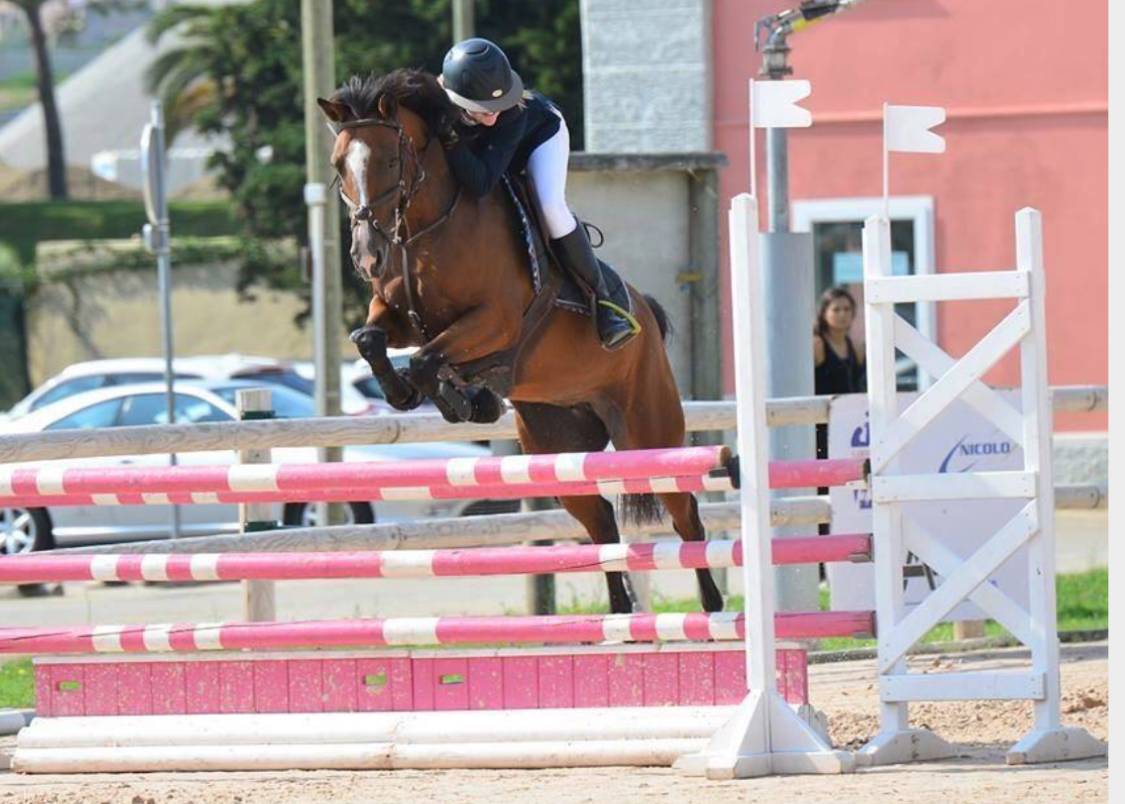 Colt French Saddle Pony For sale 2025 Bay