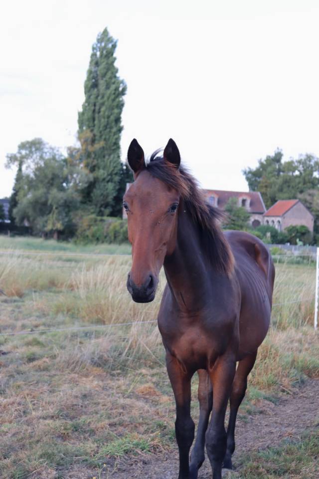 Colt BWP Belgian Warmblood For sale 2024 Bay