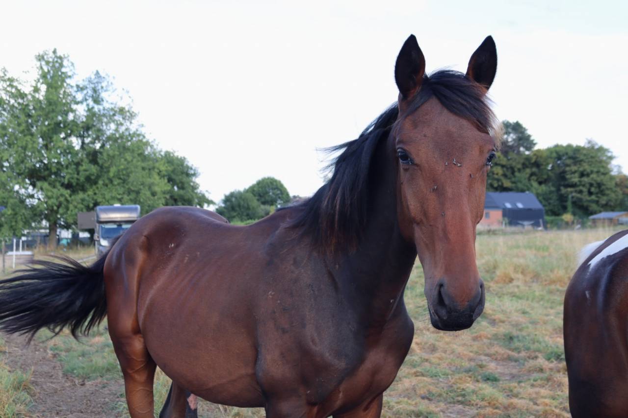 Colt BWP Belgian Warmblood For sale 2024 Bay