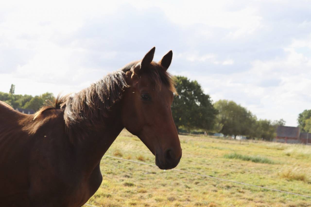 Colt BWP Belgian Warmblood For sale 2024 Bay