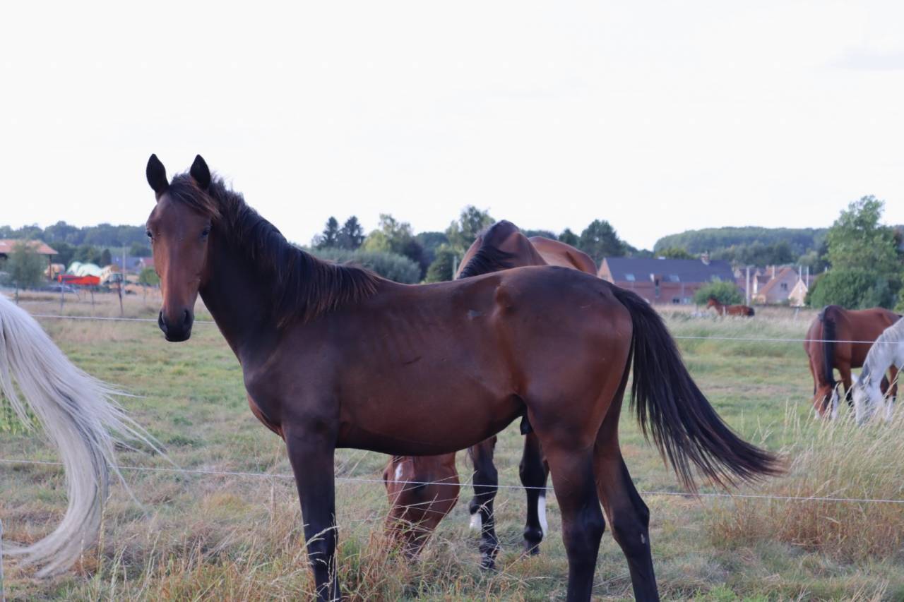 Colt BWP Belgian Warmblood For sale 2024 Bay