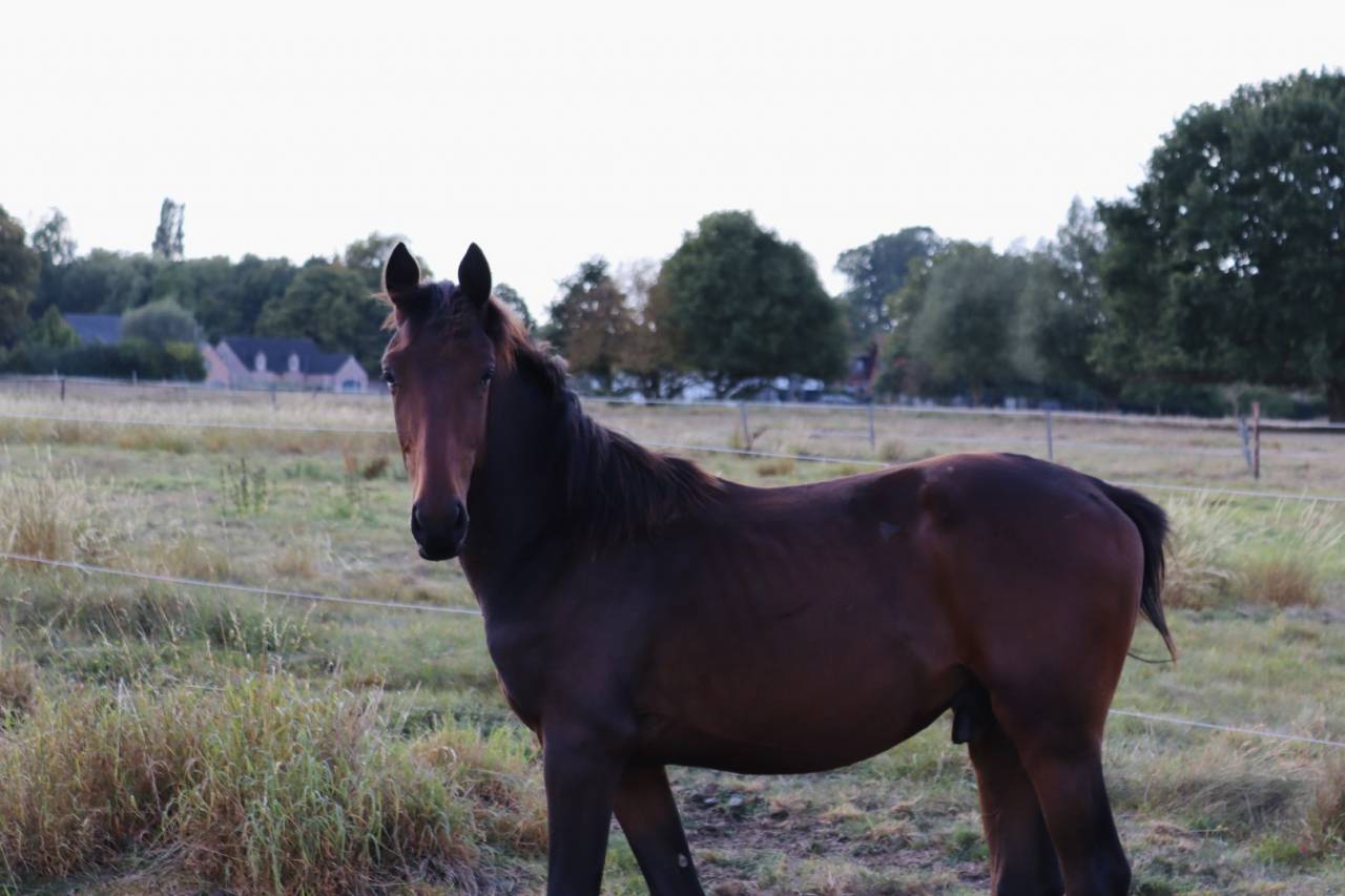 Colt BWP Belgian Warmblood For sale 2024 Bay