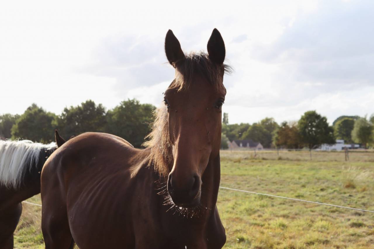 Colt BWP Belgian Warmblood For sale 2024 Bay