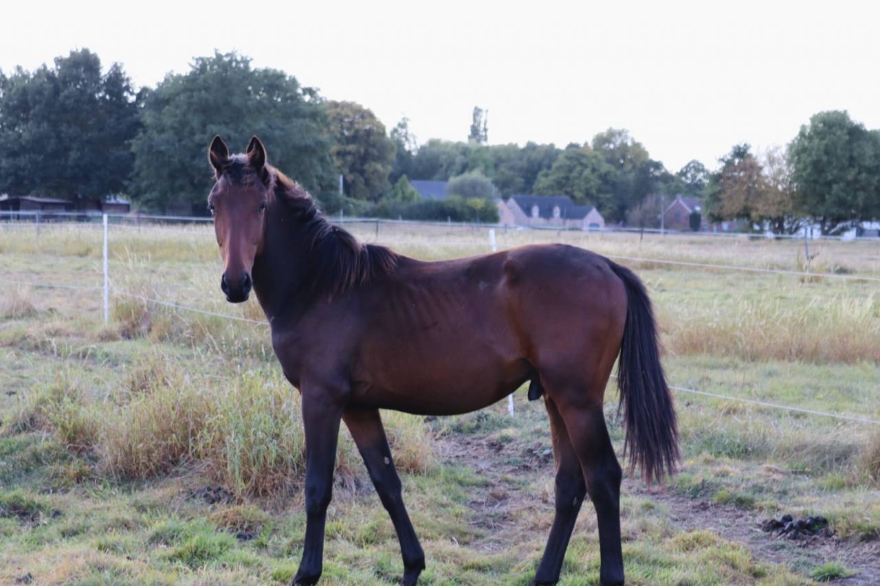Colt BWP Belgian Warmblood For sale 2024 Bay
