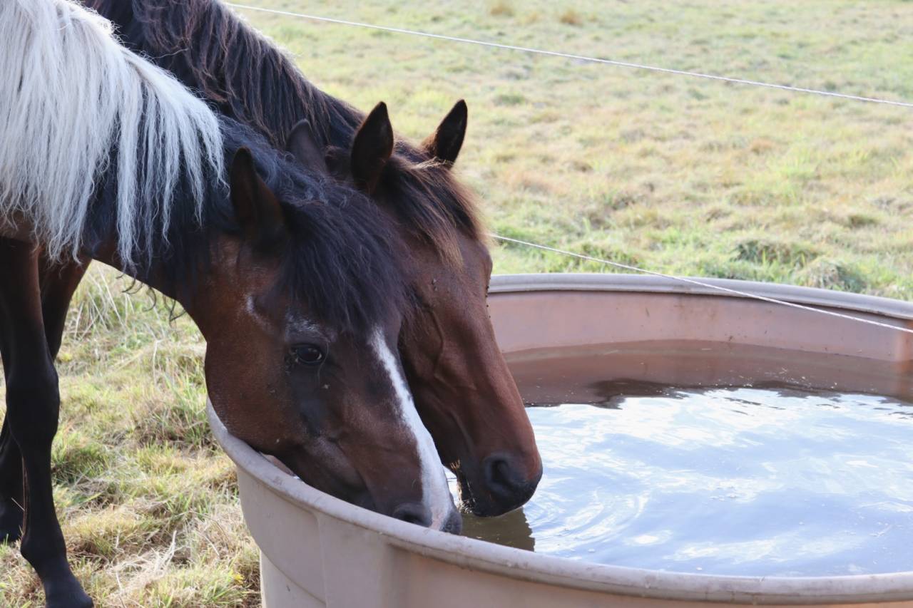 Colt BWP Belgian Warmblood For sale 2024 Bay