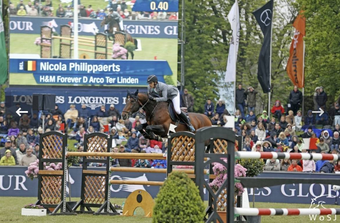 Colt BWP Belgian Warmblood For sale 2024 Bay