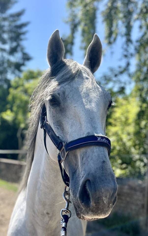 Gelding Lipizzan, Lipizzaner For sale 2019 White