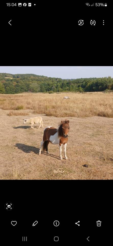 Entire Origin Recorded For sale 2024 Coloured