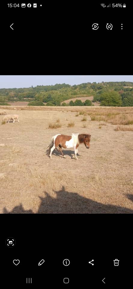 Entire Origin Recorded For sale 2024 Coloured