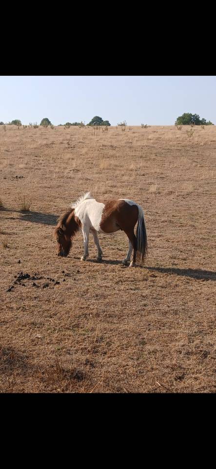 Entire Origin Recorded For sale 2024 Coloured