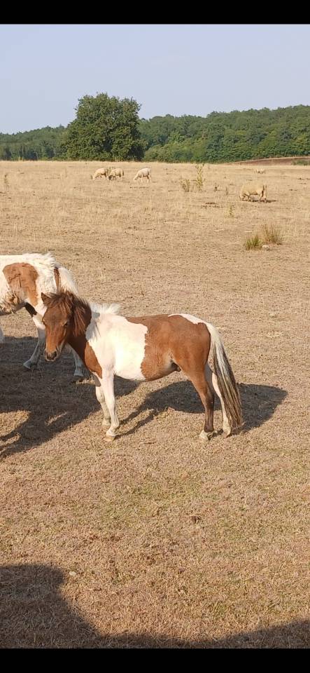 Entire Origin Recorded For sale 2024 Coloured