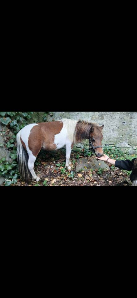 Entire Origin Recorded For sale 2024 Coloured