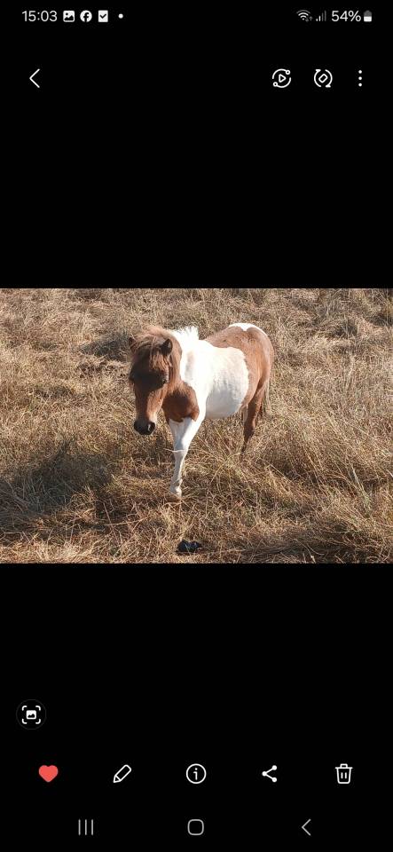 Entire Origin Recorded For sale 2024 Coloured