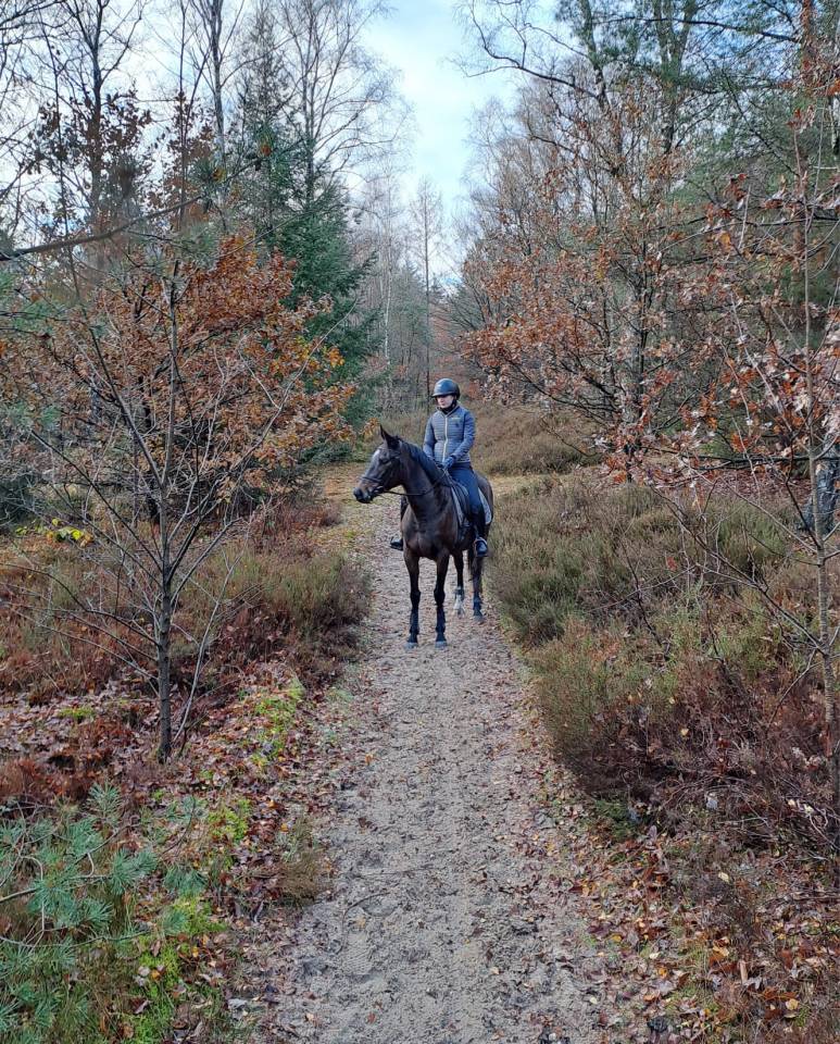 Mare British Riding Pony For sale 2018 Bay