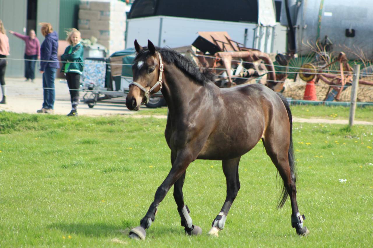 Mare British Riding Pony For sale 2018 Bay