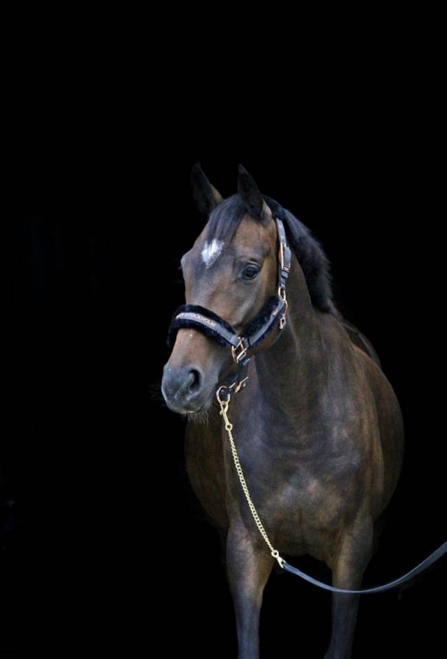 Mare British Riding Pony For sale 2018 Bay